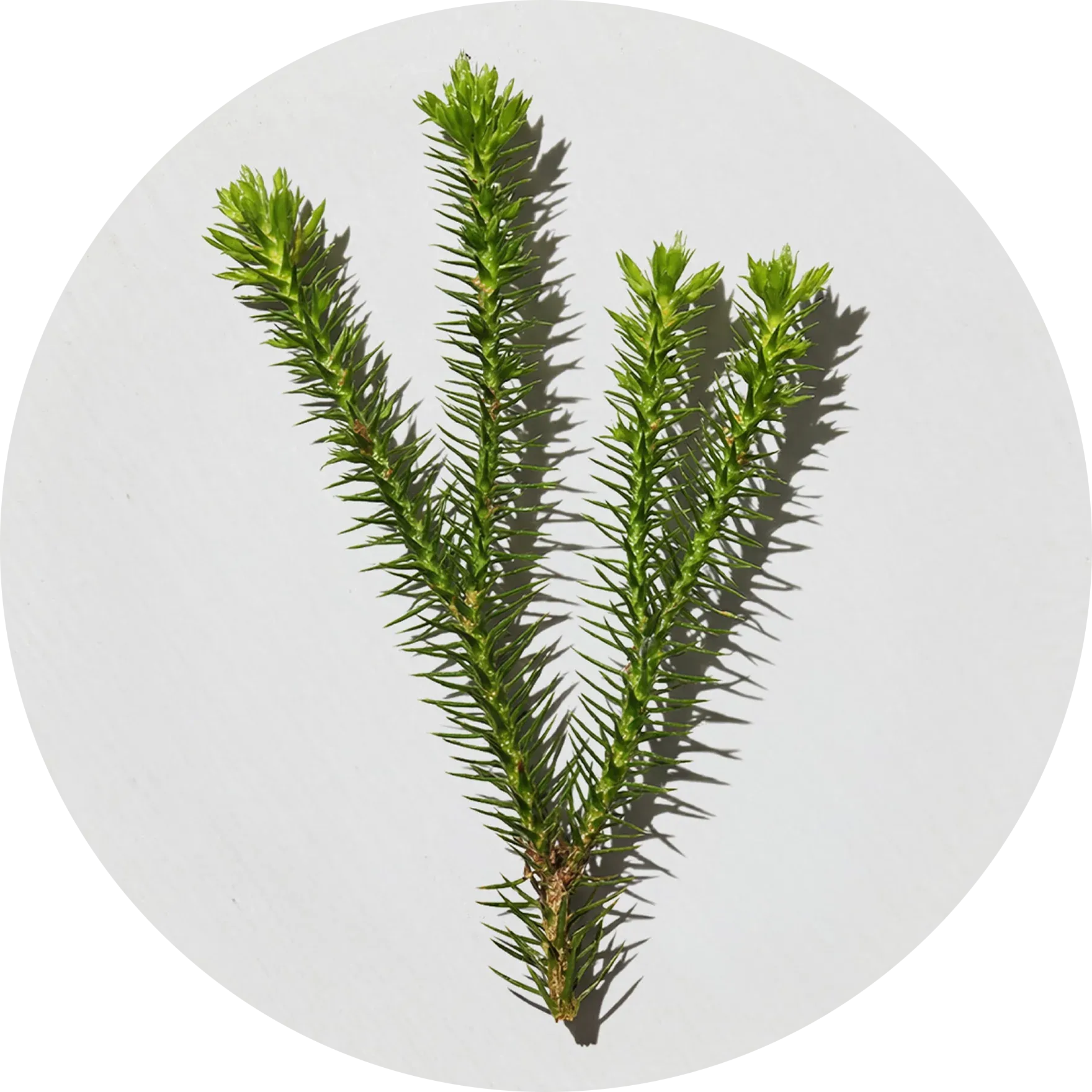 Huperzine-A ingredient used in Neuro Sharp cognitive formula